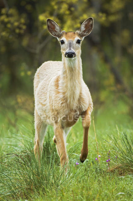 Jeune mâle cerf de Virginie regardant la caméra — Photo de stock