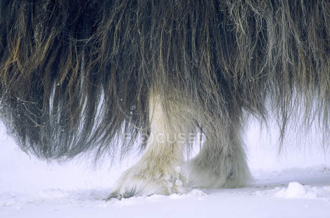 Довге волосся на мускатній буллі на снігу . — стокове фото