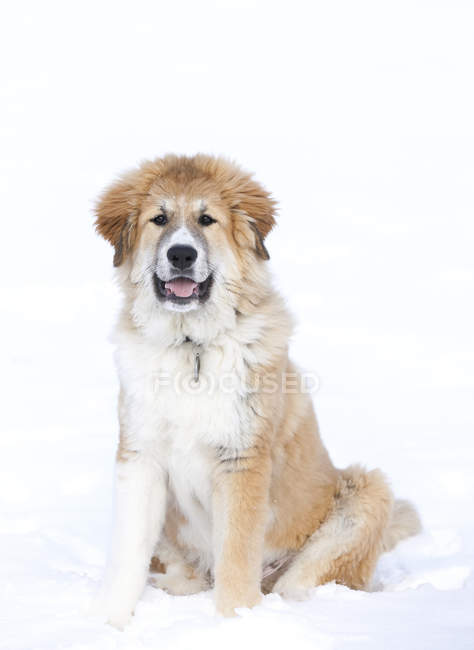Portrait of Great Pyrenees puppy sitting in snow. — Stock Photo