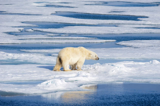 Urso polar caminhando no bloco de gelo do Arquipélago de Svalbard, Ártico norueguês — Fotografia de Stock