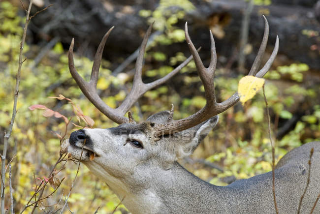 Primer plano tiro de Mule Deer buck alimentación - foto de stock