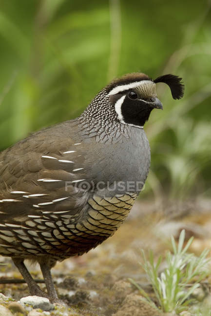 California quail standing on ground, close-up — Stock Photo