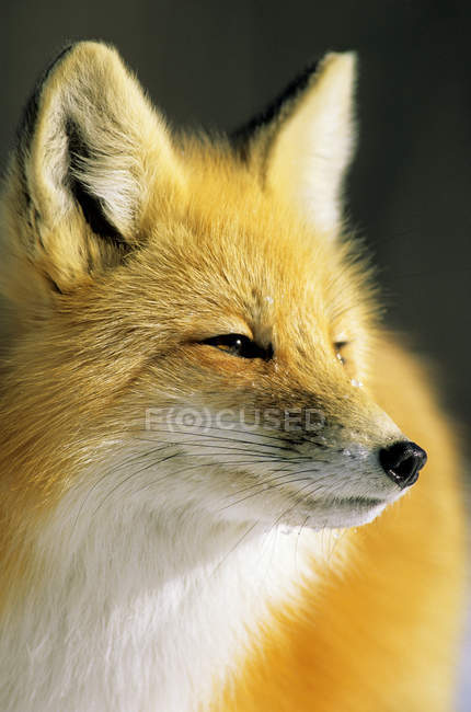 Взрослая рыжая лиса в зимнем пеллаже, портрет . — стоковое фото