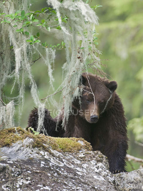 Grizzly bear relaxing while peaking through lichen on rocks. — Stock Photo