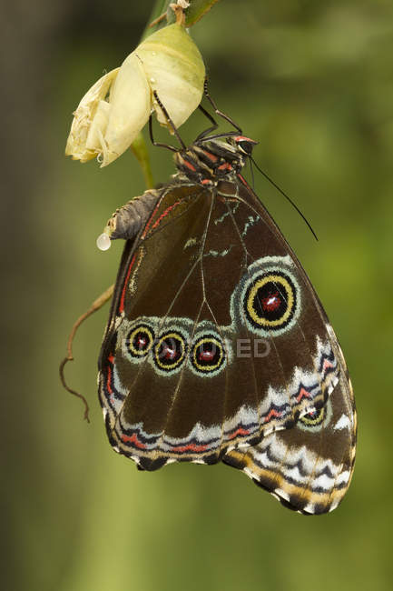 Farfalla tropicale appollaiata su un fiore a Mindo, Ecuador — Foto stock