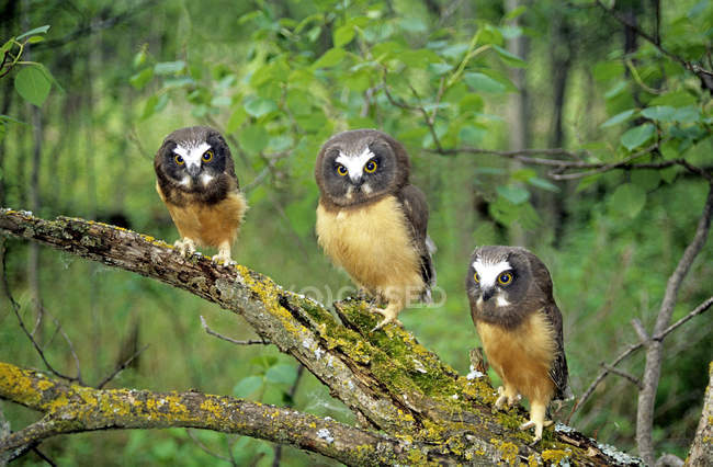 Coruja-serra-whet do norte fledglings sentado no galho da árvore em madeiras . — Fotografia de Stock