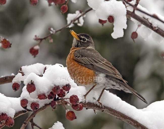 American robin perched on snowy branch and feeding on red berries. — Stock Photo