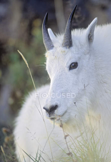 Cabra montesa comendo grama no prado da montanha, close-up — Fotografia de Stock