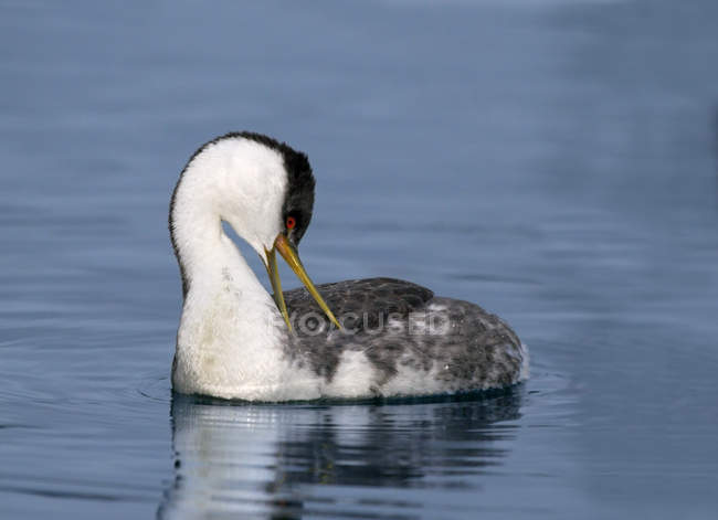 Western grebe swimming in water, close-up — Stock Photo