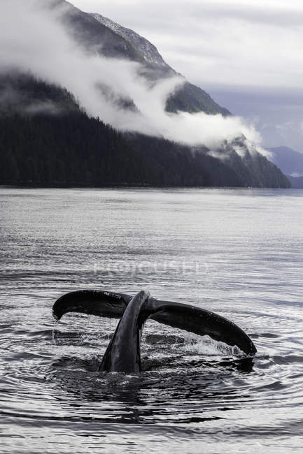 Горбатый китовый хвост в воде, Центральное побережье Британской Колумбии, Канада . — стоковое фото