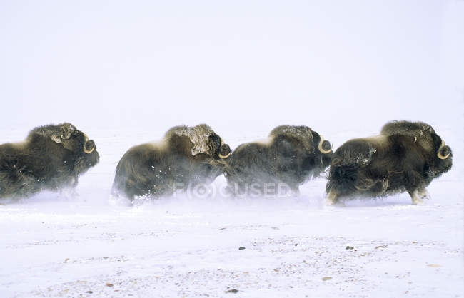 Muskoxen, рятуючись від снігу, банки острів, Північно-Західні території, Канада Арктики. — стокове фото