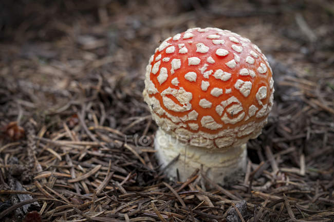 Poisonous amanita mushroom on forest meadow — Stock Photo