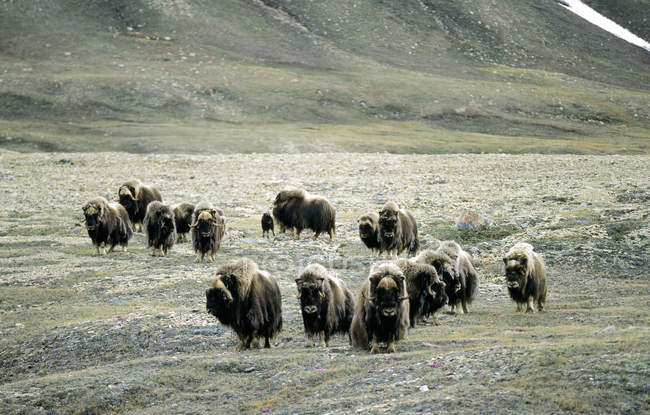 Herde von Moschusochsen bewegt sich auf Prärie auf der Viktoria-Insel, Nunavut, arktisches Kanada — Stockfoto