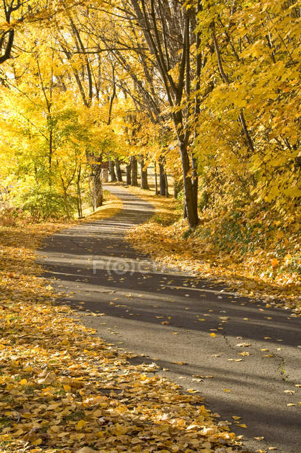 Winding lane under autumnal canopy at Domaine Forget music academy, Saint-Irenee, Charlevoix, Quebec, Canada — Stock Photo