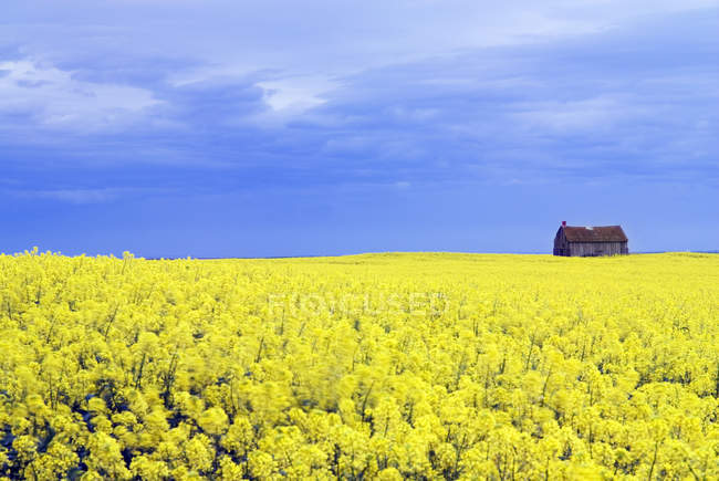 Canola field and abandoned barn near Leader, Saskatchewan, Canada. — Stock Photo