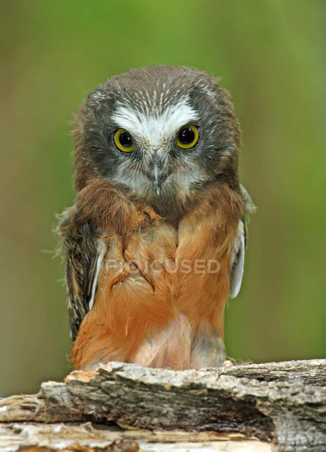 Northern saw-whet owl perched on log and looking down in forest. — Stock Photo