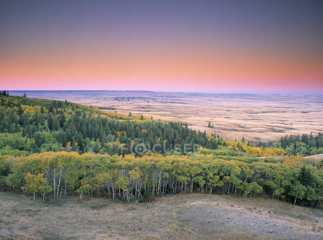 Trees and prairie of Cypress Hills Interprovincial Park, Saskatchewan, Canada. — Stock Photo
