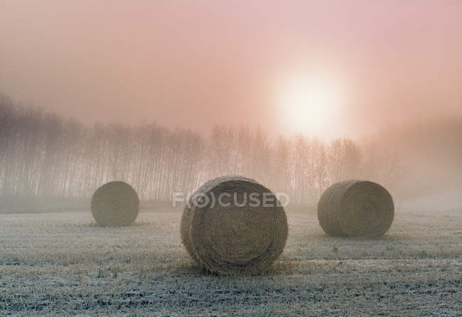 Fardos de heno en heladas al amanecer cerca de Holanda, Manitoba, Canadá - foto de stock