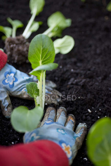 Primer plano de la mujer plantando verduras en el suelo de jardín casero . - foto de stock