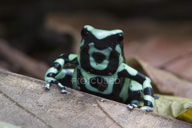 Зелено-чорна отрута дротяна жаба у листках у дощовому лісі . — стокове фото
