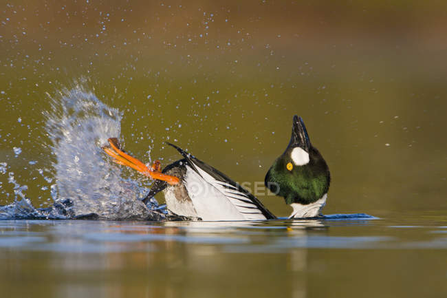 Male common goldeneye performing courtship behavior in lake water. — Stock Photo