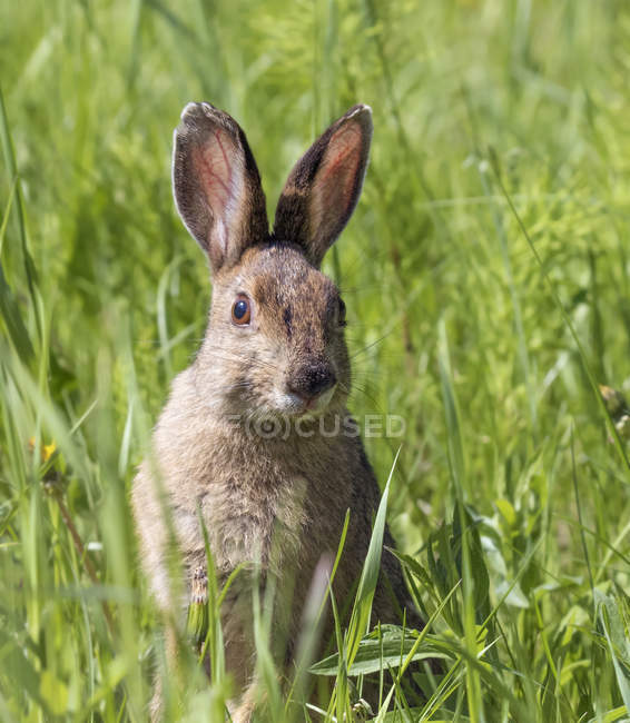 Alert snowshoe hare sitting in green meadow grass — Stock Photo