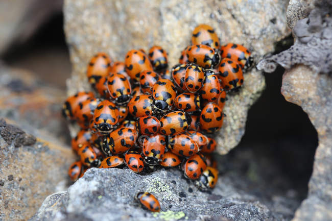 Ladybugs raggruppamento su rocce, primo piano — Foto stock