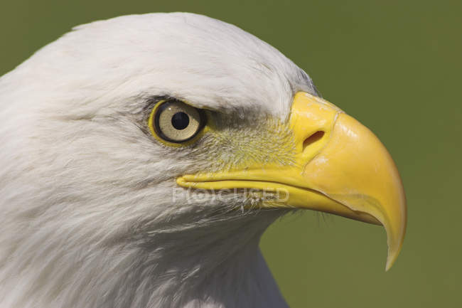Close-up portrait of bald eagle bird of prey outdoors. — Stock Photo