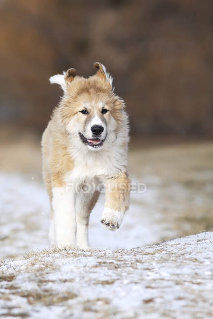 Gran perrito pirineo corriendo en la nieve en el parque . - foto de stock