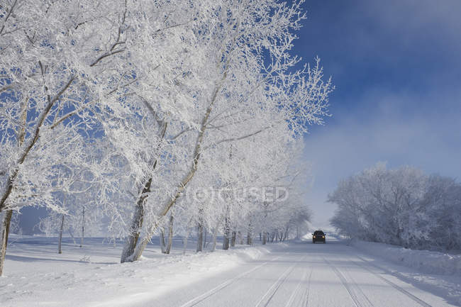 Estrada com árvores cobertas de geada perto de Estevan, Saskatchewan, Canadá — Fotografia de Stock