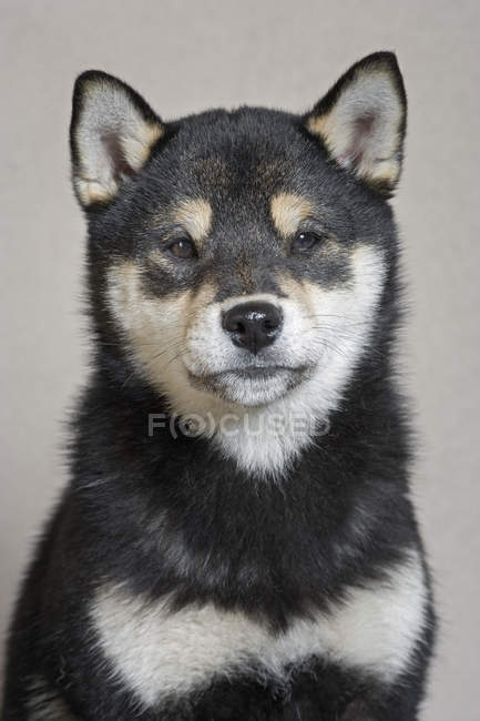 Portrait of adult black Shiba Inu dog, studio shot. — Stock Photo