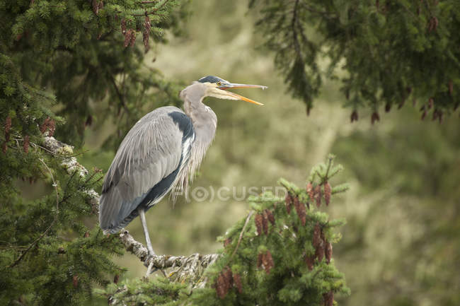 Great blue heron bird standing on tree branch and calling in woodland. — Stock Photo
