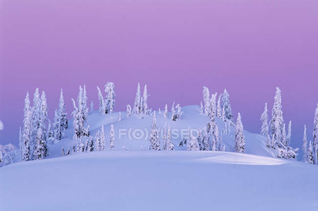 Landschaft mit schneebedeckten Bäumen im Morgengrauen, Mount Seymour Provinzpark, britische Kolumbia, Kanada. — Stockfoto