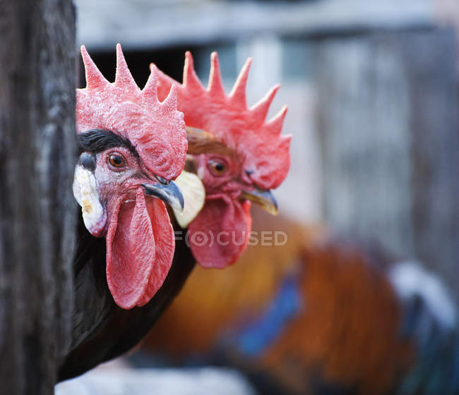 Roosters peering at farm barn, close-up — Stock Photo