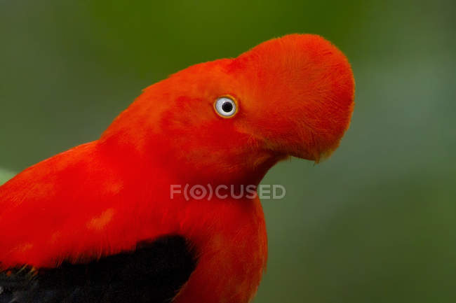 Primo piano dell'uccello rosso andino del cazzo della roccia all'aperto . — Foto stock