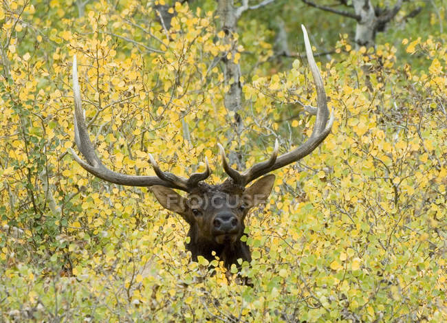 Elk deer peering from autumnal foliage in Waterton Lakes National Park, Alberta, Canada. — Stock Photo