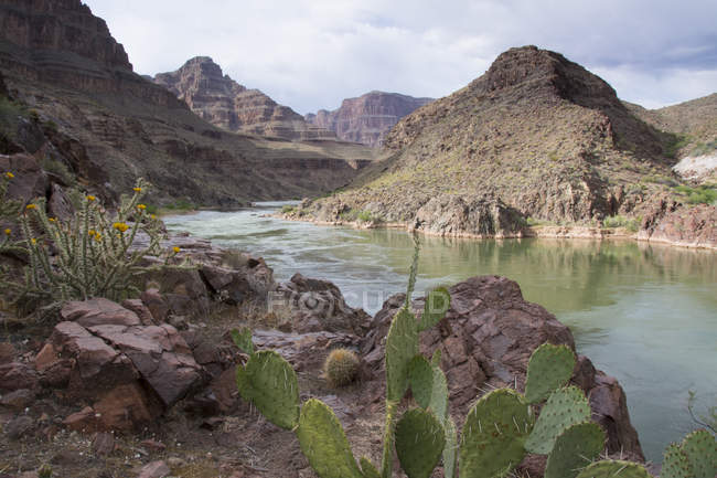 Опунція basilaris кактусів, ростуть на річці Ріо-Колорадо, Гранд-Каньйон, Арізона, США — стокове фото