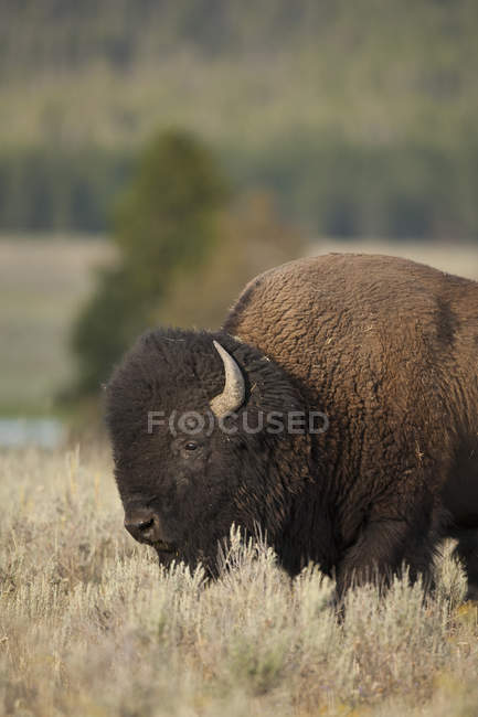 Flachland Bisonbulle auf der Weide des Yellowstone Nationalparks, Montana, USA — Stockfoto