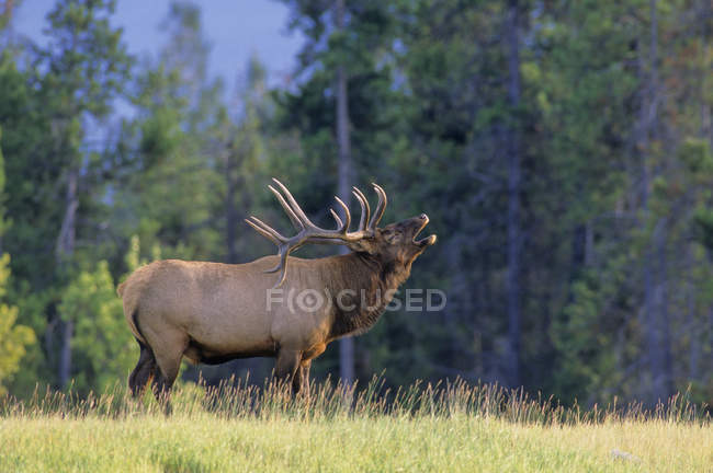 Elk dando una llamada bulliciosa en el prado de Alberta, Canadá . - foto de stock