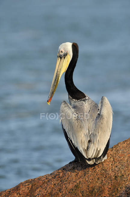Brown pelicano empoleirado na costa rochosa — Fotografia de Stock