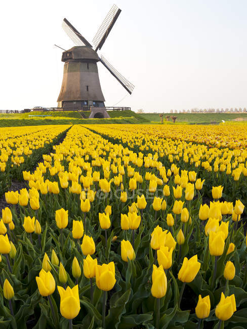 Поле ветряных мельниц и желтых тюльпанов недалеко от Фемерхорна, Северная Голландия, Нидерланды — стоковое фото