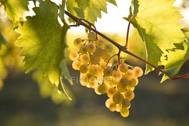 Viognier-Trauben, die auf dem Weingut im Sonnenlicht wachsen, aus nächster Nähe. — Stockfoto
