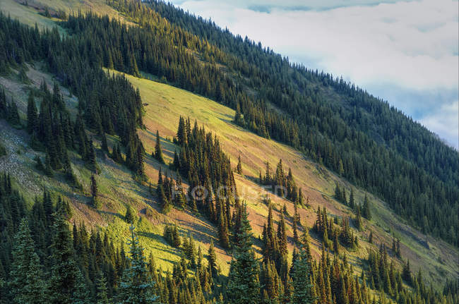 Sub-alpine mountain ridge at sunrise in Deer Park, Olympic National Park, Washington, USA — Stock Photo