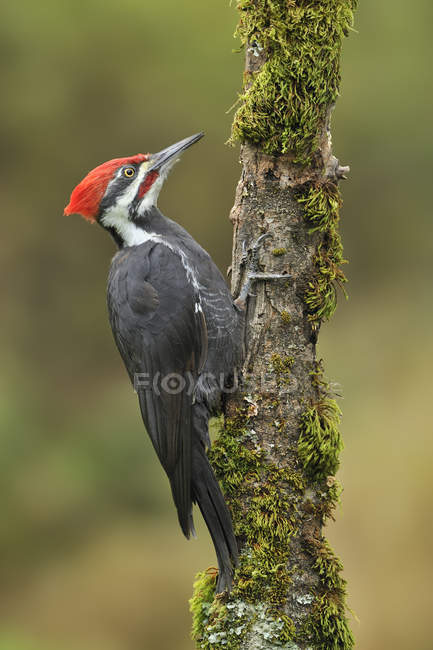 Pileated woodpecker sitting on mossy tree branch in woodland. — Stock Photo