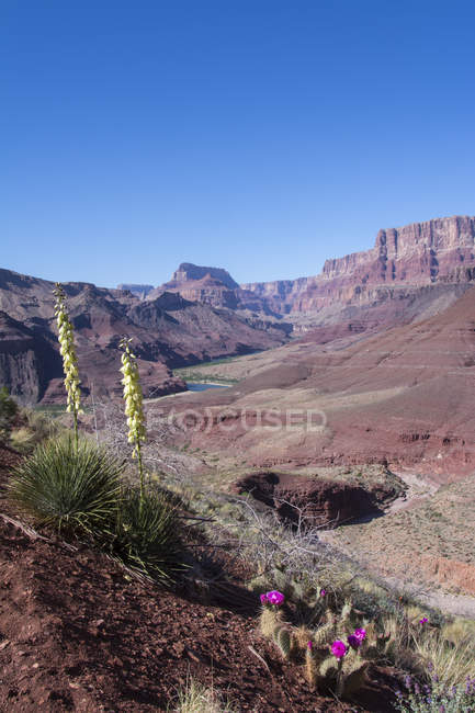 Mojave-Kakteen und Yucca Baccata wachsen im Gerberweg des Grand Canyon, arizona, Vereinigte Staaten von Amerika — Stockfoto