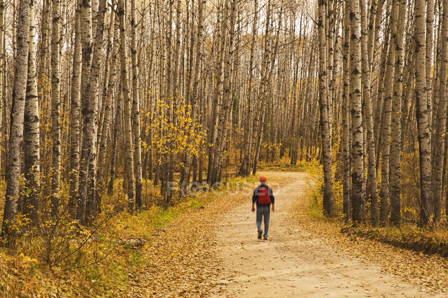 Escursionista a piedi nei boschi autunnali del Prince Albert National Park, Saskatchewan, Canada — Foto stock