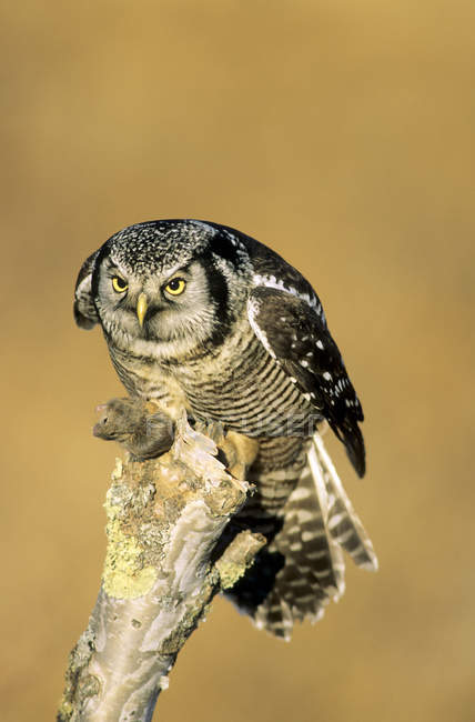 Northern hawk-owl with rodent prey on mossy wood. — Stock Photo