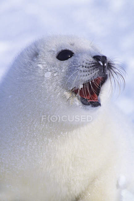 Retrato de primer plano de cachorro de foca arpa con manta blanca en la nieve . - foto de stock