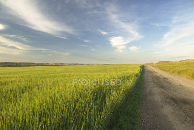 Cultivos e estrada de terra perto de Leader, Saskatchewan, Canadá — Fotografia de Stock