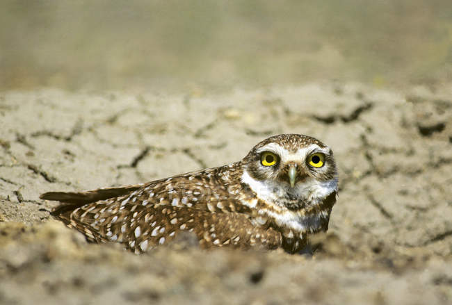 Adult burrowing owl peering from burrow entrance — Stock Photo
